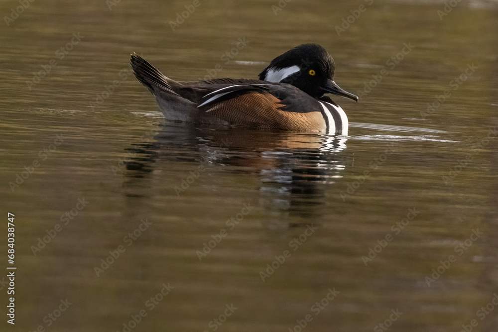 Canvas Prints Hooded merganser (Lophodytes cucullatus) fishing in autumn