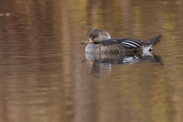 Hooded merganser (Lophodytes cucullatus) fishing in autumn