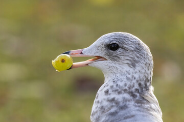 Ring-billed gull (Larus delawarensis) eating grapes 