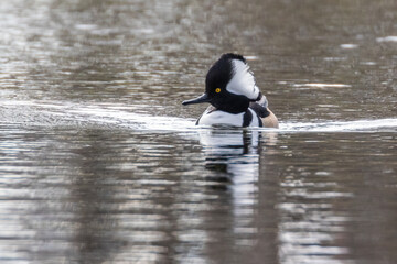 Hooded merganser (Lophodytes cucullatus) fishing in autumn