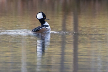 Hooded merganser (Lophodytes cucullatus) fishing in autumn