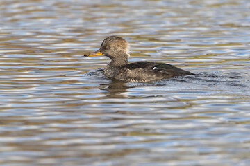 Hooded merganser (Lophodytes cucullatus) fishing in autumn