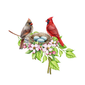 Couple of red cardinal birds in the nest on the tree branch with spring flowers. Watercolor illustration. Red cardinals on the nest with eggs. Springtime wildlife nature image. White background