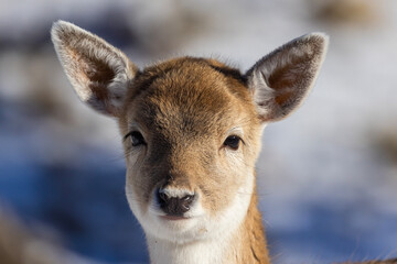 Cute baby European fallow deer (Dama dama) portrait
