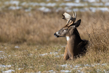 Male white-tailed deer (Odocoileus virginianus) in autumn