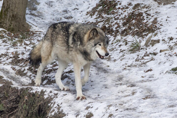 northwestern wolf (Canis lupus occidentalis) winter portrait