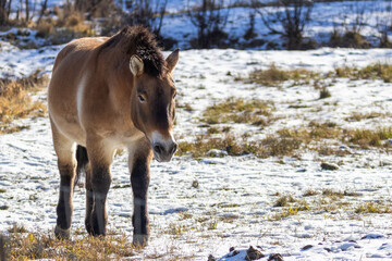 Przewalski's horse (Equus ferus przewalskii or Equus przewalskii ) Mongolian wild horse or...
