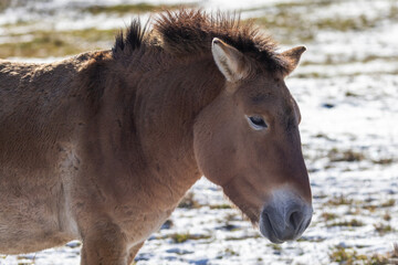Naklejka na ściany i meble Przewalski's horse (Equus ferus przewalskii or Equus przewalskii ) Mongolian wild horse or Dzungarian horse in winter