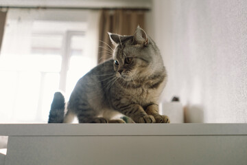 Portrait of a beautiful cat. Cute Cat Portrait. Happy Pet. Gray Scottish Straight cat sleeping.Home scene