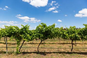 Fototapeta na wymiar Vibrant Green Vines and Developing Grapes at a Winery Under a Clear Blue Sky