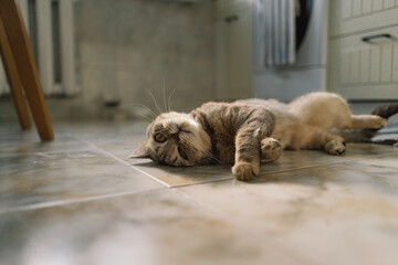 Portrait of a beautiful cat. Cute Cat Portrait. Happy Pet. Gray Scottish Straight cat sleeping.Home scene