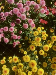 Obraz na płótnie Canvas flower in bloom on a sunny day