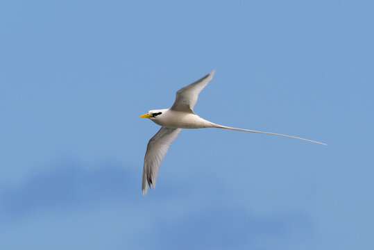 Paille-en-Queue or Phaeton is flying with a blue sky