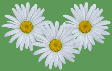 Fleurettes 