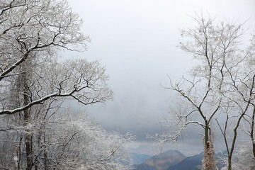 영주 소백산죽령 설경