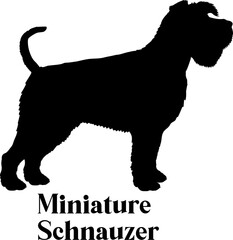 Miniature Schnauzer Dog silhouette dog breeds logo dog monogram logo dog face vector