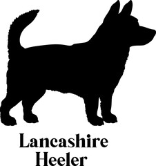 Lancashire Heeler Dog silhouette dog breeds logo dog monogram logo dog face vector