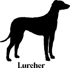 Lurcher Dog silhouette dog breeds logo dog monogram logo dog face vector