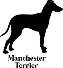 Manchester Terrier. Dog silhouette dog breeds logo dog monogram logo dog face vector