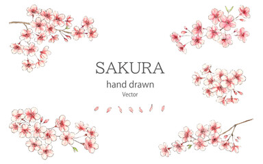 水彩とペンで描いた桜のベクターイラストセット