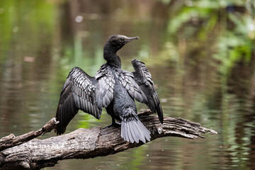 Black  Cormorant