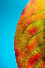 Autumn leaves - Winter foliage - Kaki leaf
