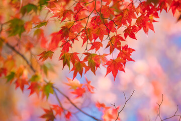紅葉