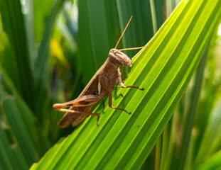 grasshopper on the grass