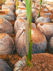 coconut tree in the garden