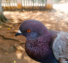 pigeon in the park
