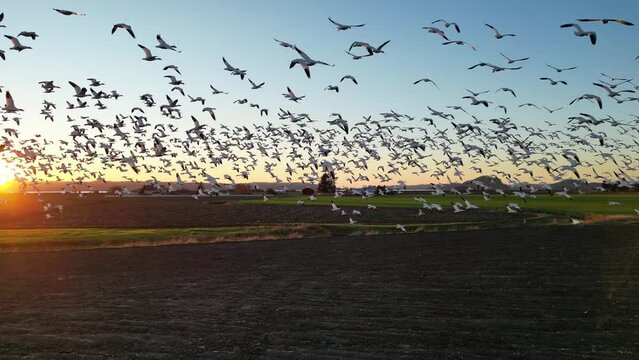 Snow Geese in Flight at Sunset Over Farmland