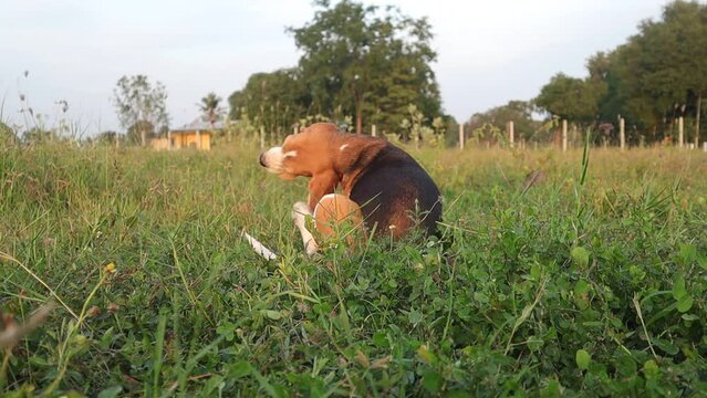 A cute beagle dog scratching body outdoor on the grass field.