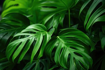 Green tropical plant close up