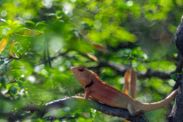 Close-up of lizard on leaf,Close-up of lizard on plant,Close-up of fly on reptile outdoors,Little camelion in the garden,Close-up of lizard on wood