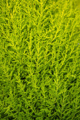 Closeup of feathery yellow green foliage of a Lemon Cyprus tree, as a nature background
