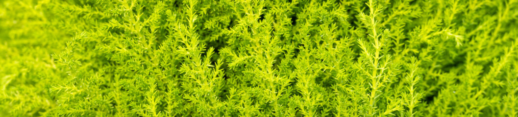 Closeup of feathery yellow green foliage of a Lemon Cyprus tree, as a nature background

