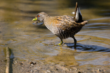 Australian spotted crake