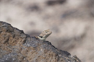 lizard behind the rock
