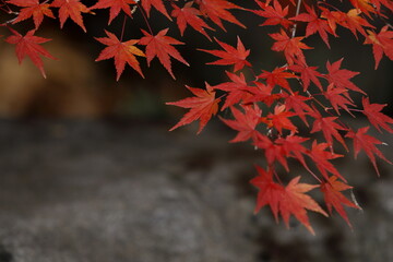 日本の秋の紅葉