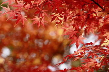 日本の秋の紅葉