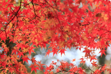 日本の秋の紅葉