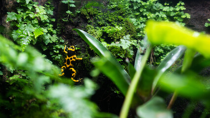 Dendrobates Leucomelas or yellow banded poison dart frog jump a big tree in the green forest with moss that animal wildlife activity in natural ecosystem environment