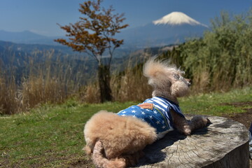 絶景富士山と新緑の高松山（犬連れ登山）