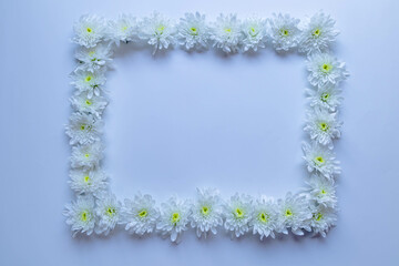 chamomile or daisies isolated on white background 