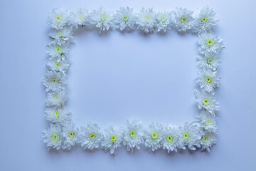 chamomile or daisies isolated on white background 