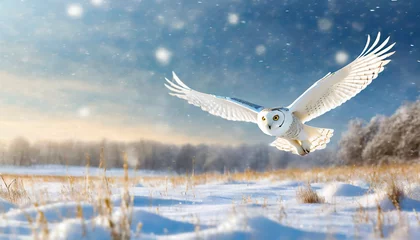 Foto auf Acrylglas Schnee-Eule snowy owl in low flight in winter with snowfall