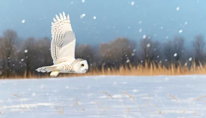 Poster snowy owl in low flight in winter with snowfall © Mariusz Blach