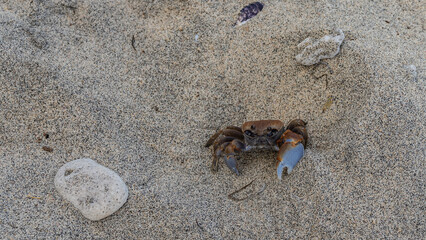 A crab lurks on a sandy beach. Legs, claws, eyes, brown shell are visible. Top view. Madagascar.
