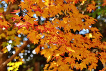 詩仙堂の紅葉