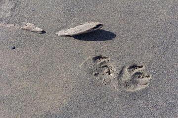 The bottom, the shallow river, the remains of the wood and stone fraction, a sunny day, walking along the shore, a panorama of the ground.